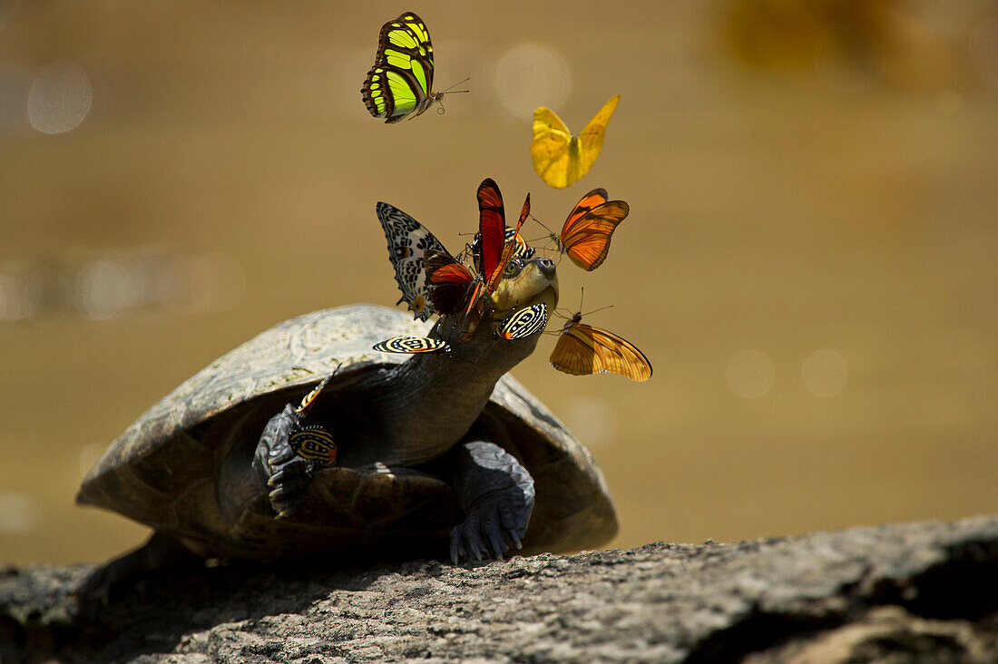 Yellow-spotted Amazon River Turtle (Podocnemis unifilis) sunbathing surrounded by butterflies sipping salts from the turtle's tears, Yasuni National Park, Amazon, Ecuador