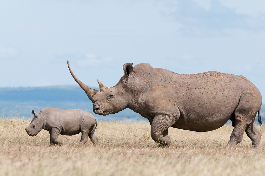 White Rhinoceros (Ceratotherium simum) mother and calf, Solio Ranch, Kenya