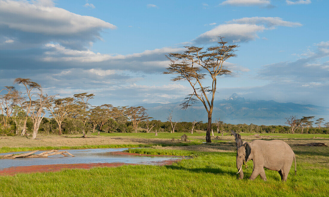 African Elephant (Loxodonta africana) near waterhole, Ol Pejeta Conservancy, Kenya