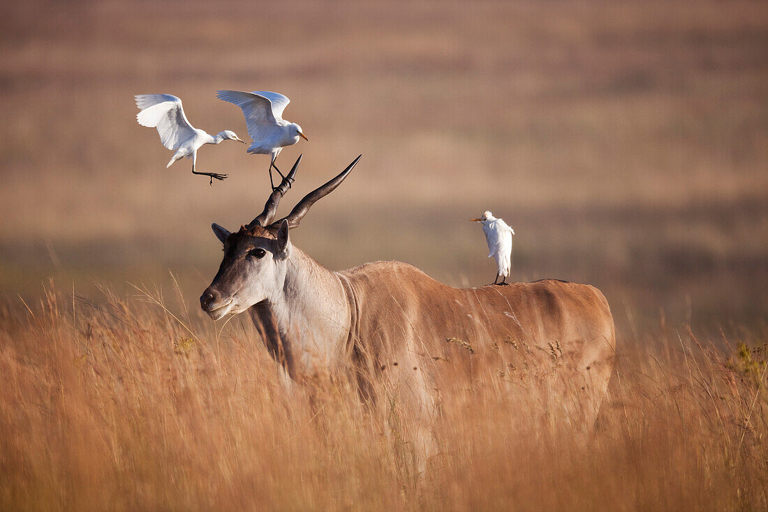 Eland (Taurotragus oryx) with Cattle Egrets (Bubulcus ibis), Rietvlei Nature Reserve, Gauteng, South Africa