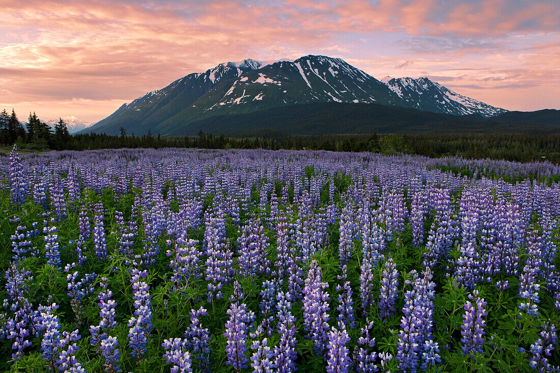 Nootka Lupine (Lupinus nootkatensis) at sunset, Chugach National Forest, Kenai Peninsula, Alaska