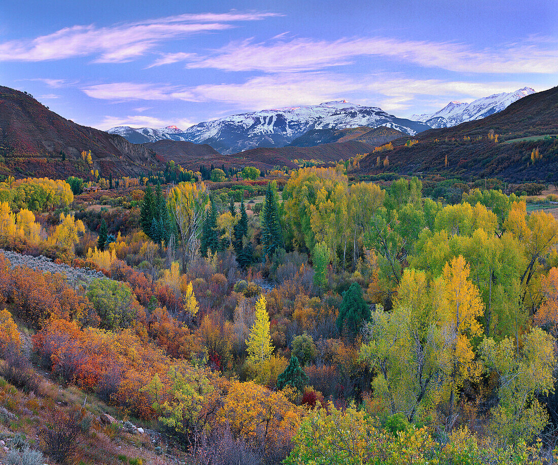 Quaking Aspen (Populus tremuloides) forest in autumn, Snowmass Mountain near Quaking Aspen, Colorado