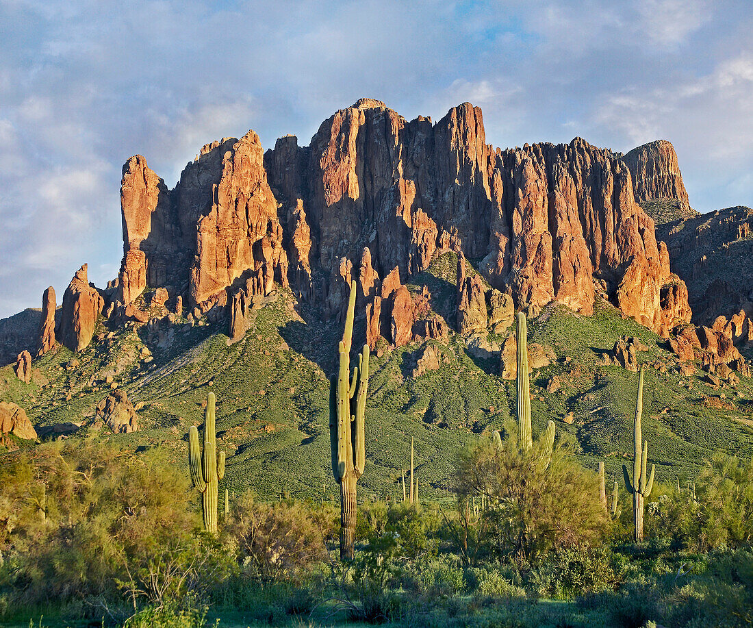 Saguaro (Carnegiea gigantea) cacti and Superstition Mountains, Lost Dutchman State Park, Arizona