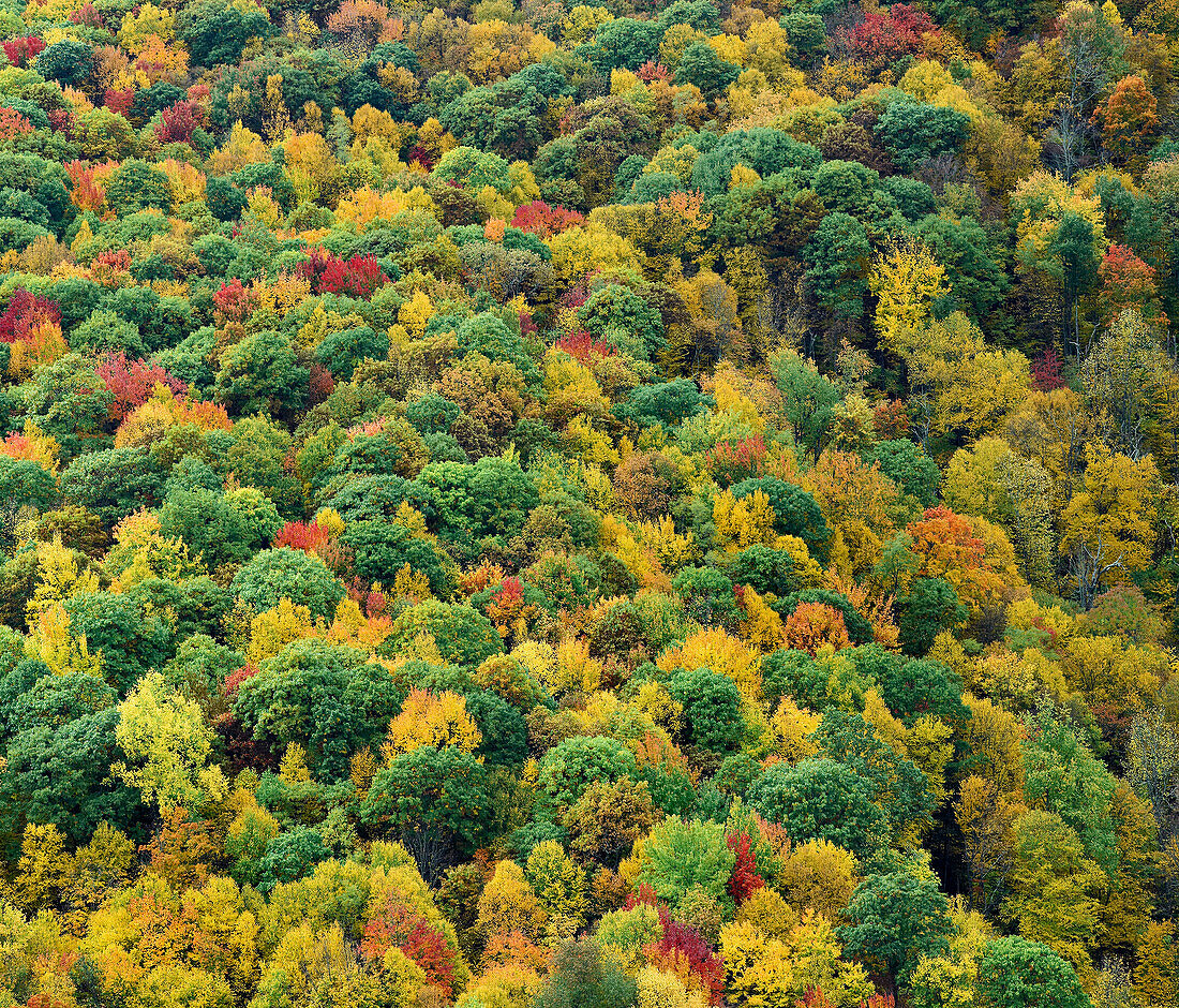 Deciduous forest in autumn, Blue Ridge Parkway, North Carolina