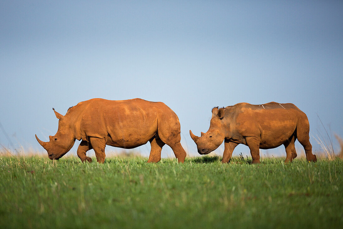 White Rhinoceros (Ceratotherium simum) pair walking, Rietvlei Nature Reserve, Gauteng, South Africa