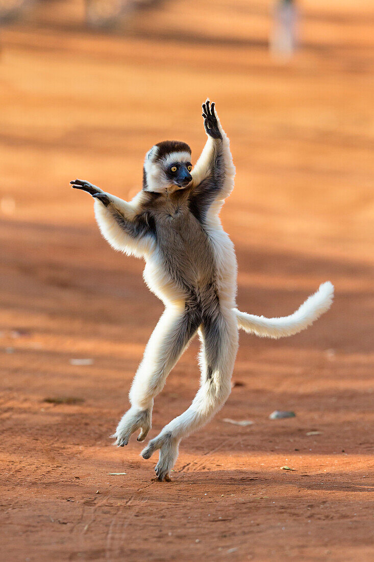 Verreaux's Sifaka (Propithecus verreauxi) hopping, Berenty Reserve, Madagascar