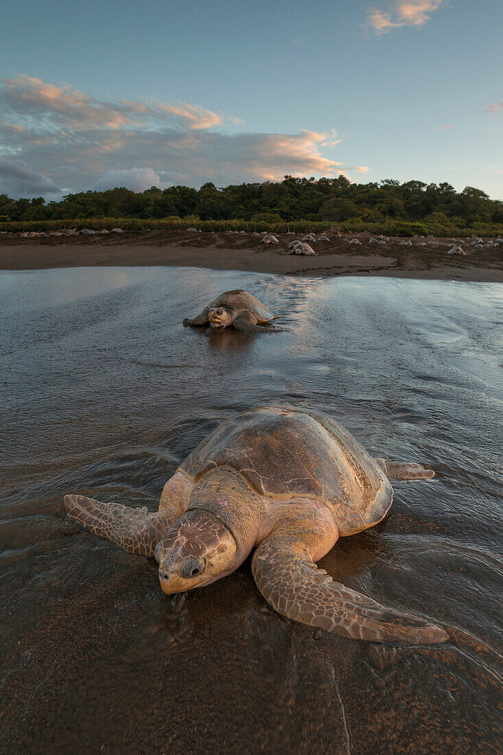 Olive Ridley Sea Turtle (Lepidochelys olivacea) females returning to sea after laying eggs, Ostional Beach, Costa Rica