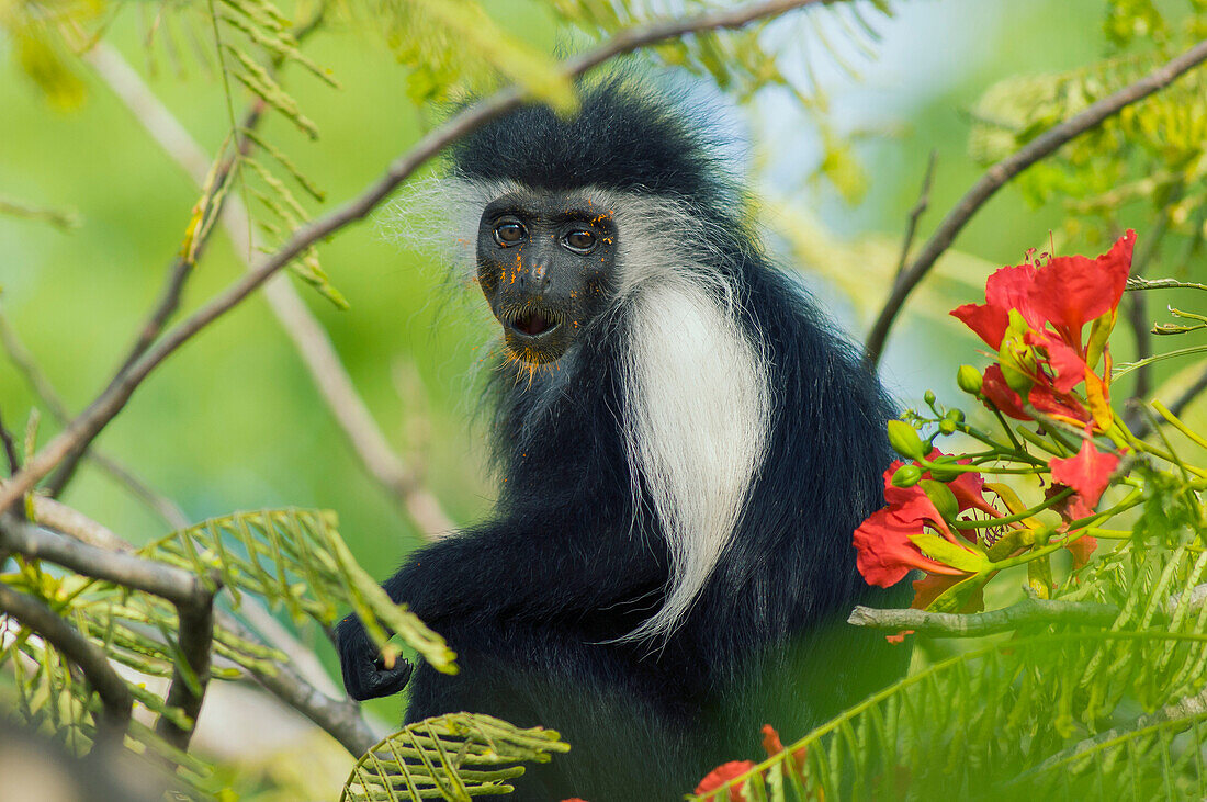 Peters's Angola Colobus (Colobus angolensis palliatus) covered in pollen, native to Africa