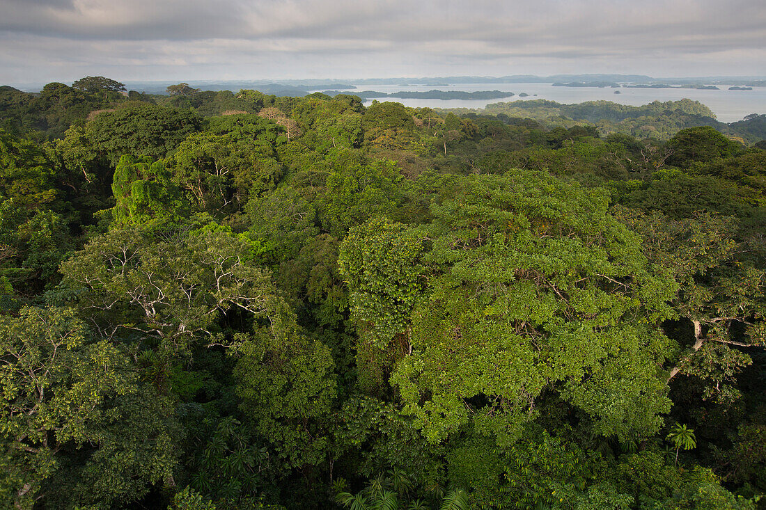 Tropical rainforest canopy, Barro Colorado Island, Panama