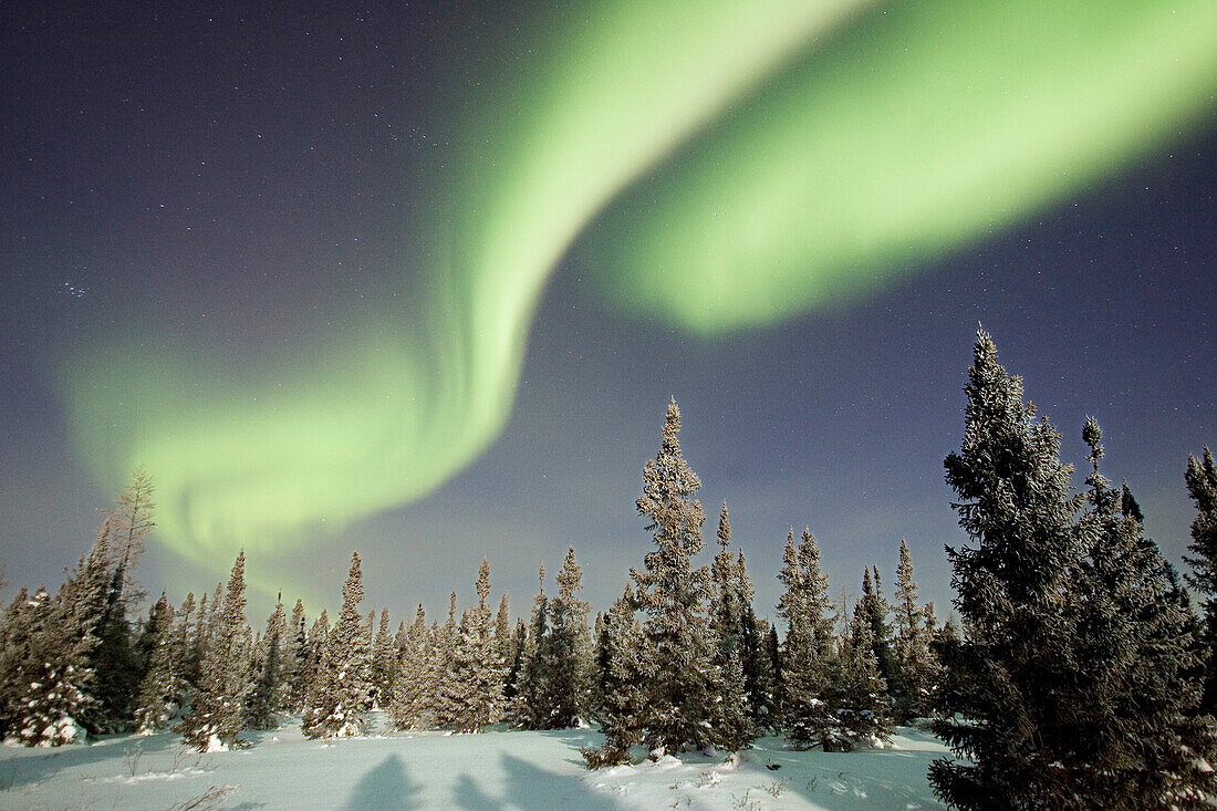 Northern lights or aurora borealis over boreal forest, North America