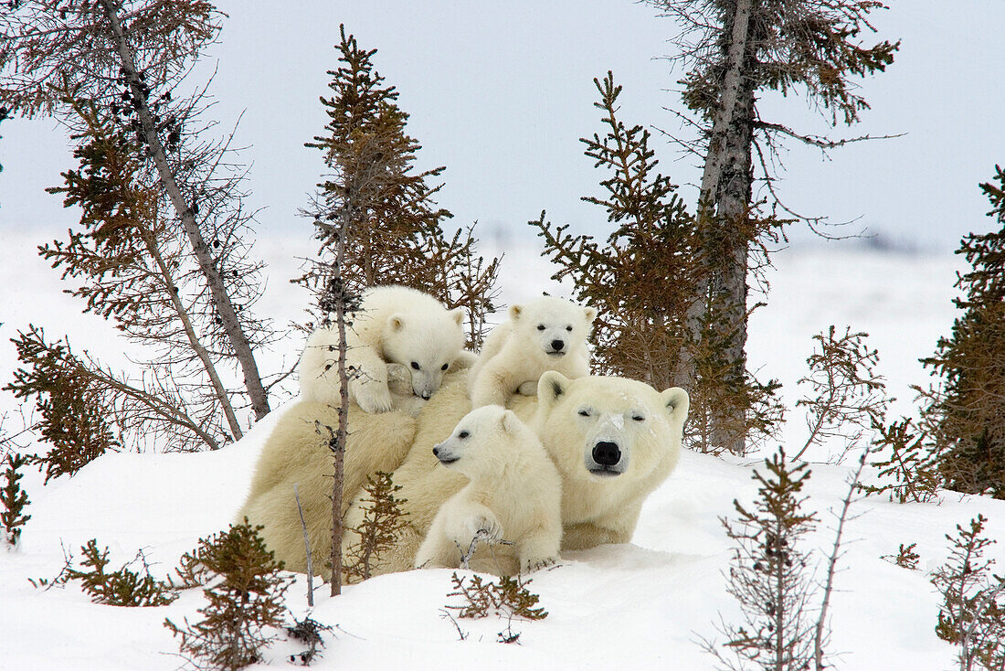 Polar Bear (Ursus maritimus) trio of three month old cubs and mother among white spruce, cubs playing and climbing on mother, vulnerable, Wapusk National Park, Manitoba, Canada