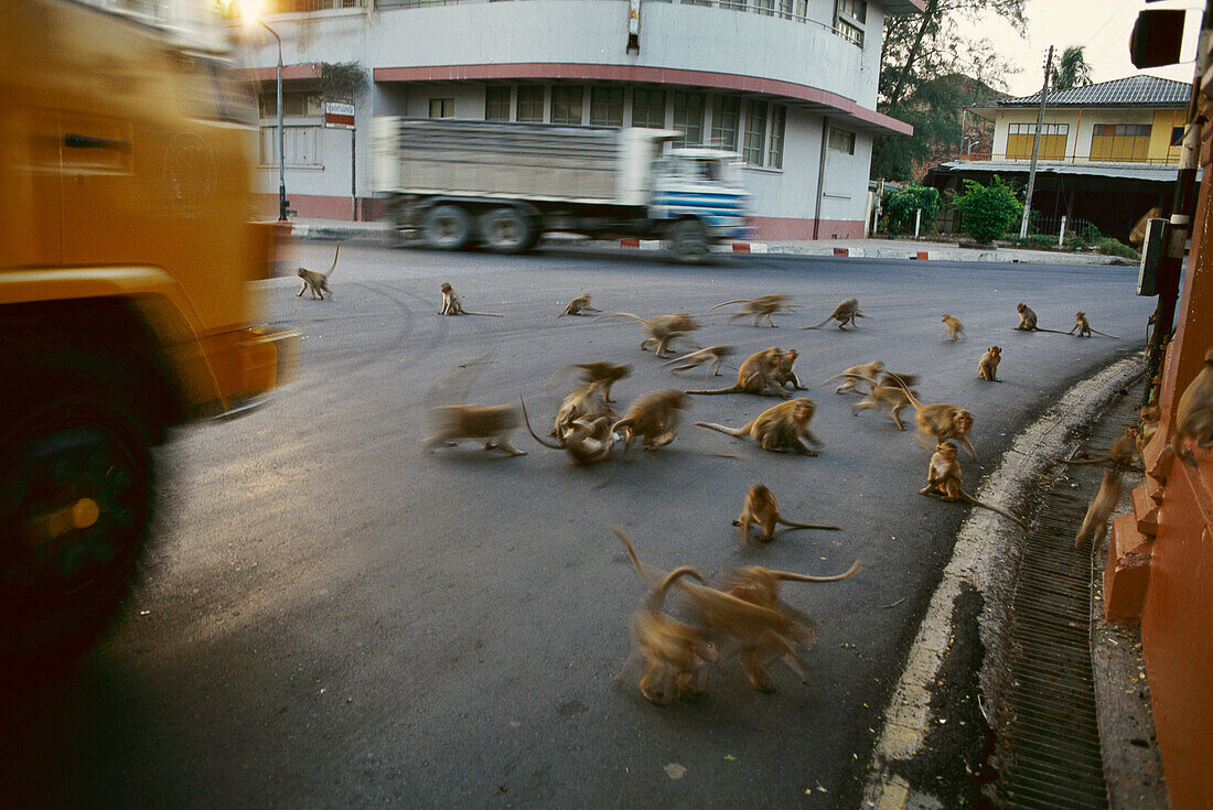 Long-tailed Macaque (Macaca fascicularis) group running in the street, Lopburi, central Thailand