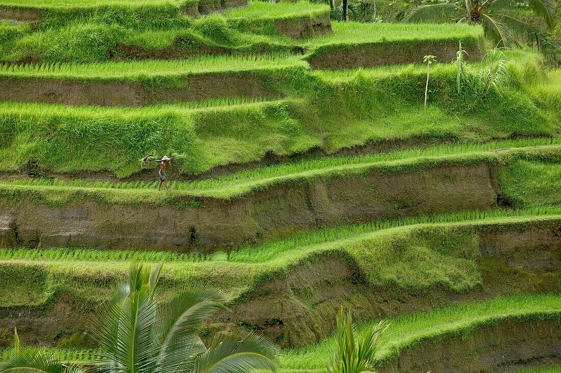 Farmer carrying basket through terraced rice paddy, Ubud area, Bali, Indonesia