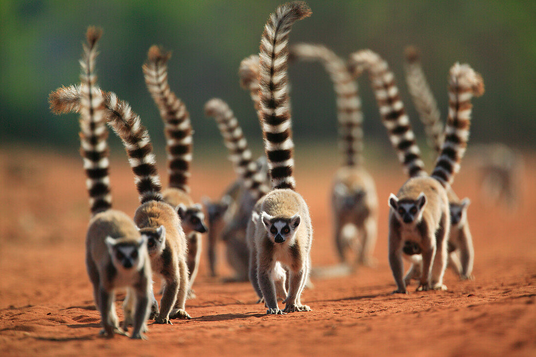 Kattas (Lemur catta) Truppe, auf unbefestigtem Weg, Berenty Privat-Reservat, Madagaskar