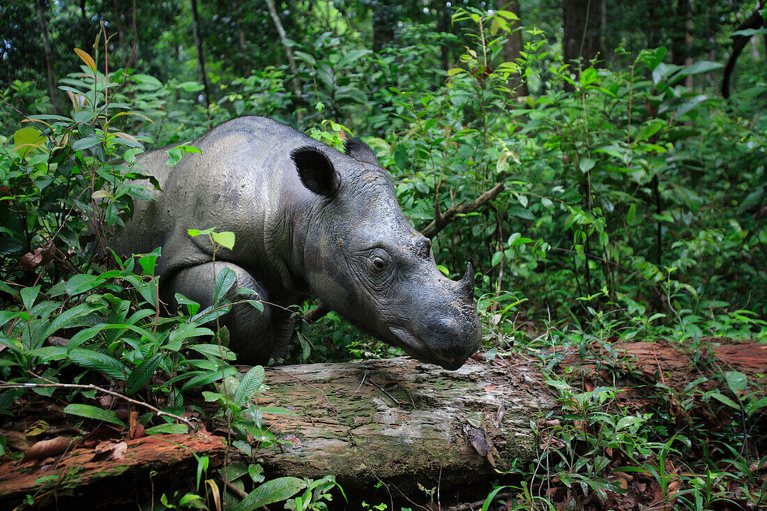 Sumatran Rhinoceros (Dicerorhinus sumatrensis) female, Sumatran Rhino Sanctuary, Way Kambas National Park, Sumatra, Indonesia