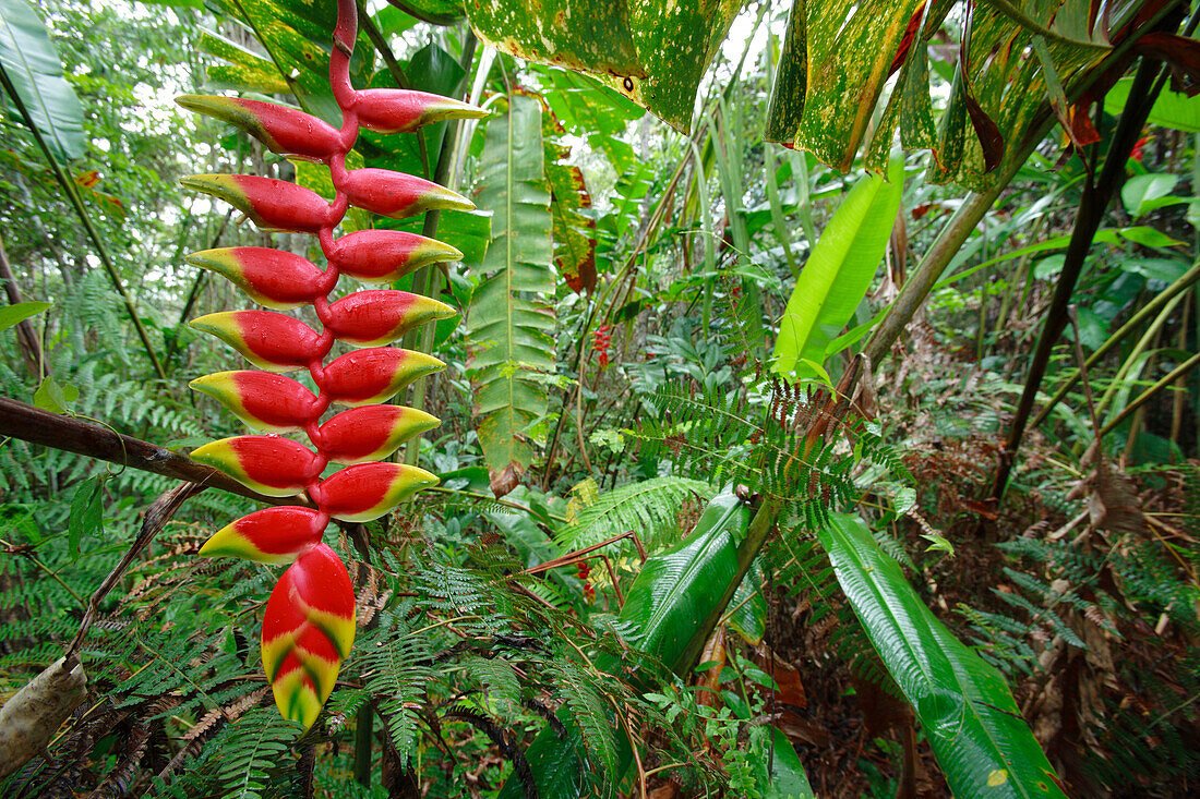 Hanging Heliconia (Heliconia rostrata) in tropical undergrowth, Peru