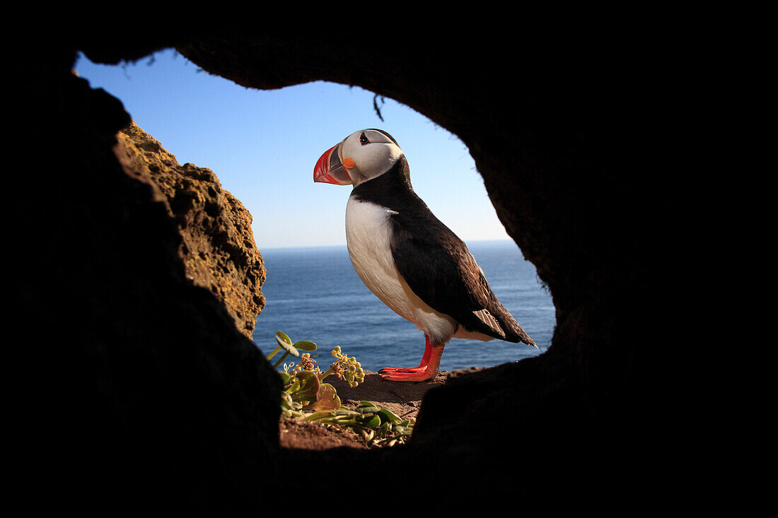 Atlantic Puffin (Fratercula arctica) from inside den in Latrabjarg Cliff, West Fjords, Iceland