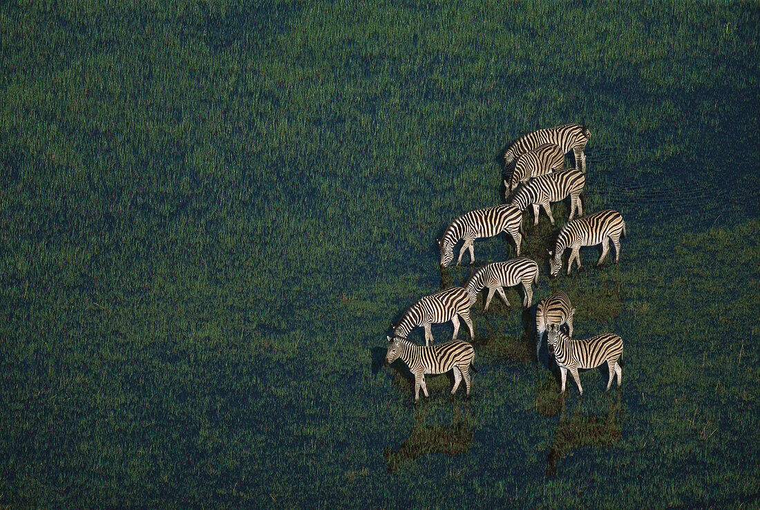 Burchell's Zebra (Equus burchellii) in winter rainy season, Okavango Delta, Botswana