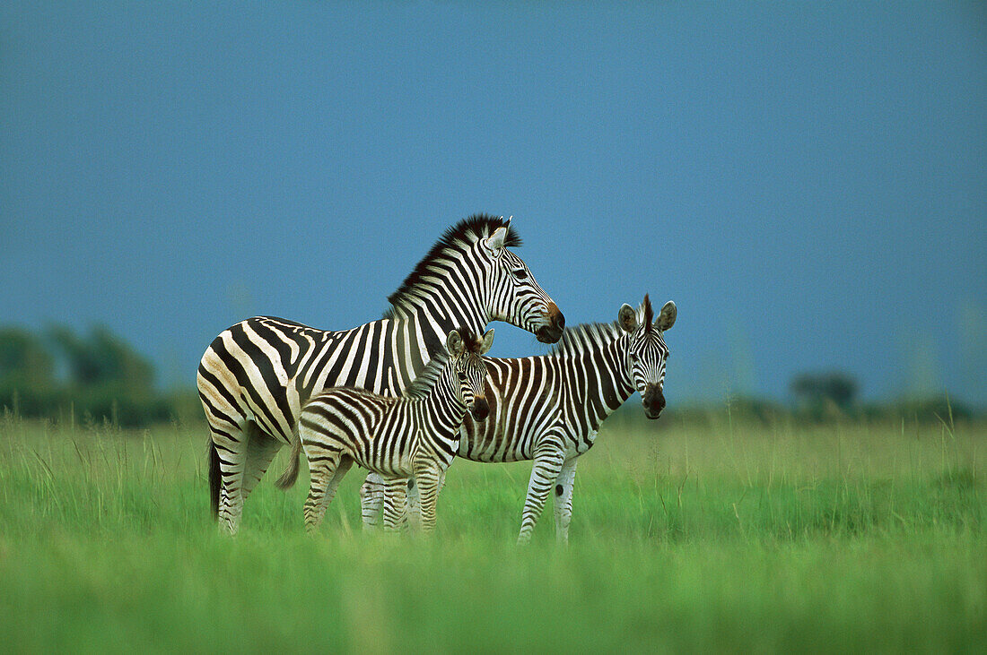 Burchell's Zebra (Equus burchellii) group of three standing in grassland, Chobe National Park, Botswana