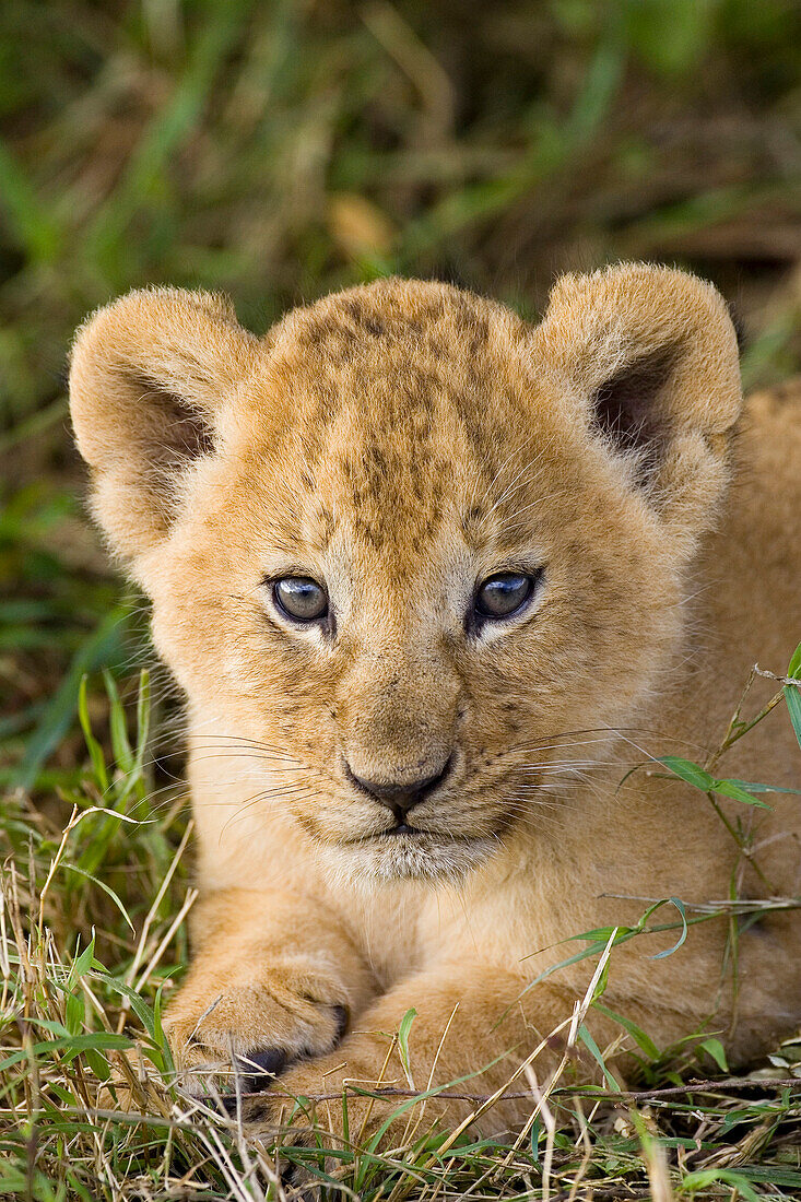 African Lion (Panthera leo) five week old cub, vulnerable, Masai Mara National Reserve, Kenya