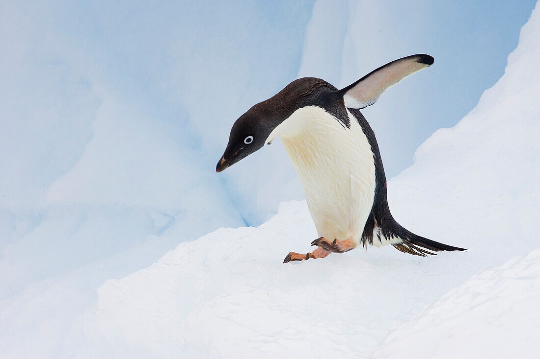 Adelie Penguin (Pygoscelis adeliae) on iceberg, Paulet Island, Antarctica