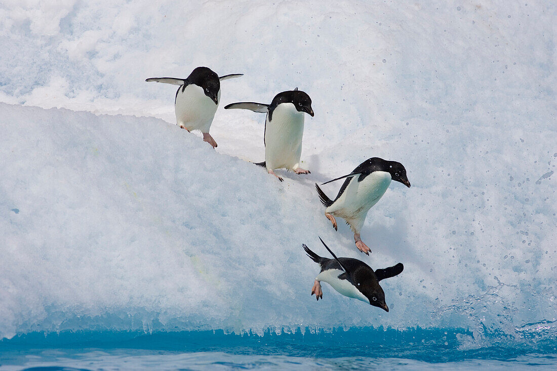 Adelie Penguin (Pygoscelis adeliae) group diving off iceberg, Paulet Island, Antarctica