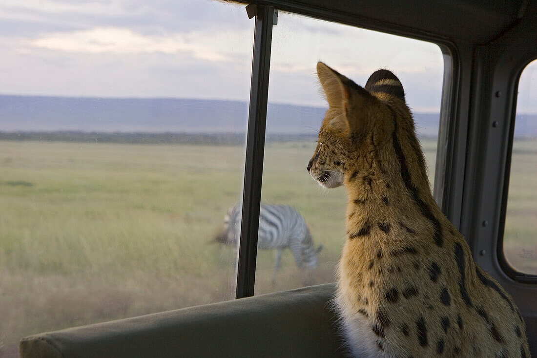 Serval (Leptailurus serval) kitten, six month old orphan watching zebra through car window while on a game drive, Masai Mara, Kenya