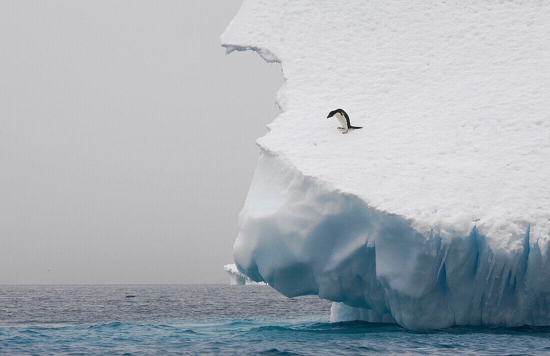 Adelie Penguin (Pygoscelis adeliae) on edge of iceberg, Paulet Island, Antarctica