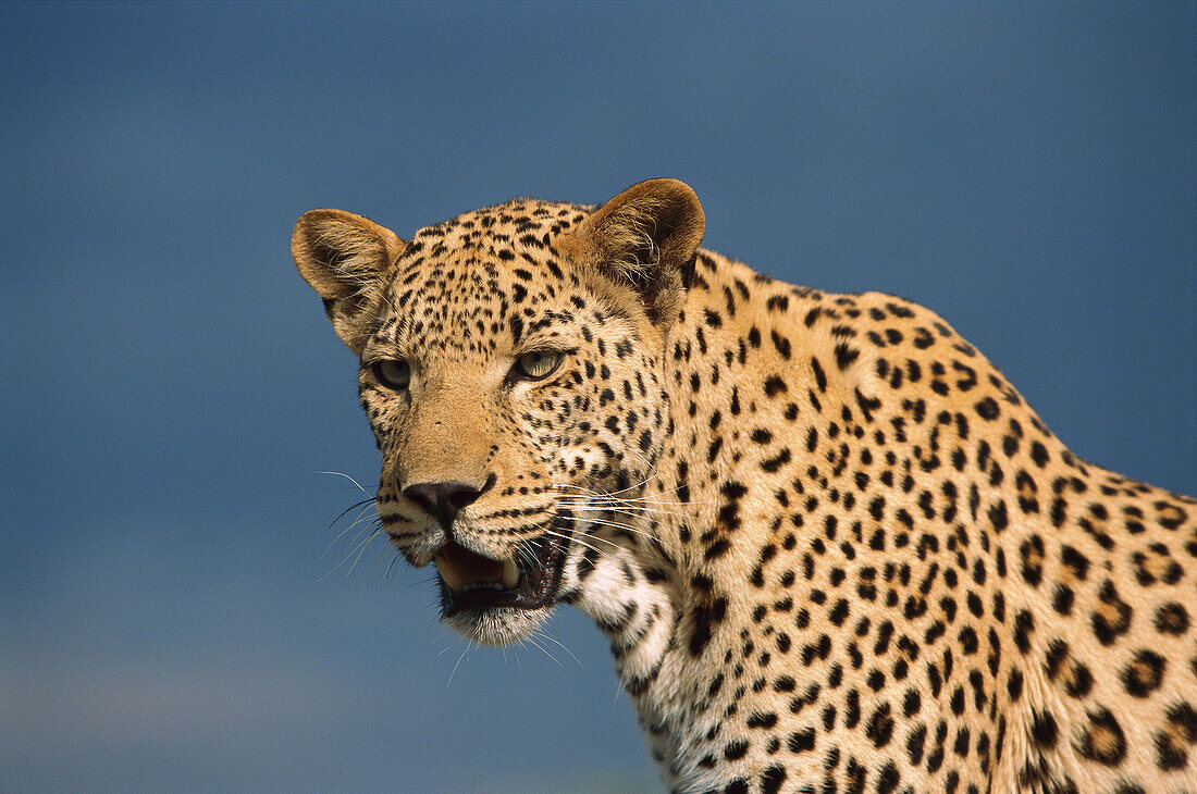 Leopard (Panthera pardus) portrait, Namibia