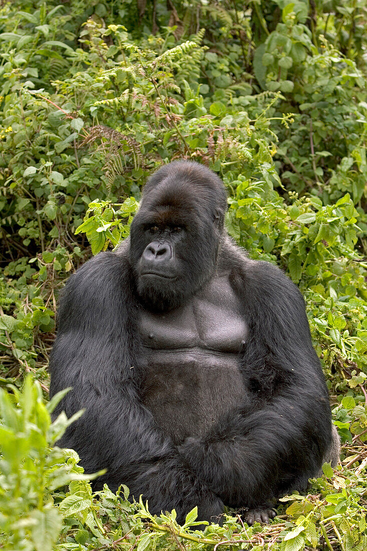 Mountain Gorilla (Gorilla gorilla beringei) silverback sitting, Parc National Des Volcans, Rwanda