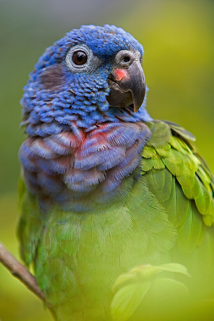 Blue-headed Parrot (Pionus menstruus) portrait, Amazon ecosystem, Peru