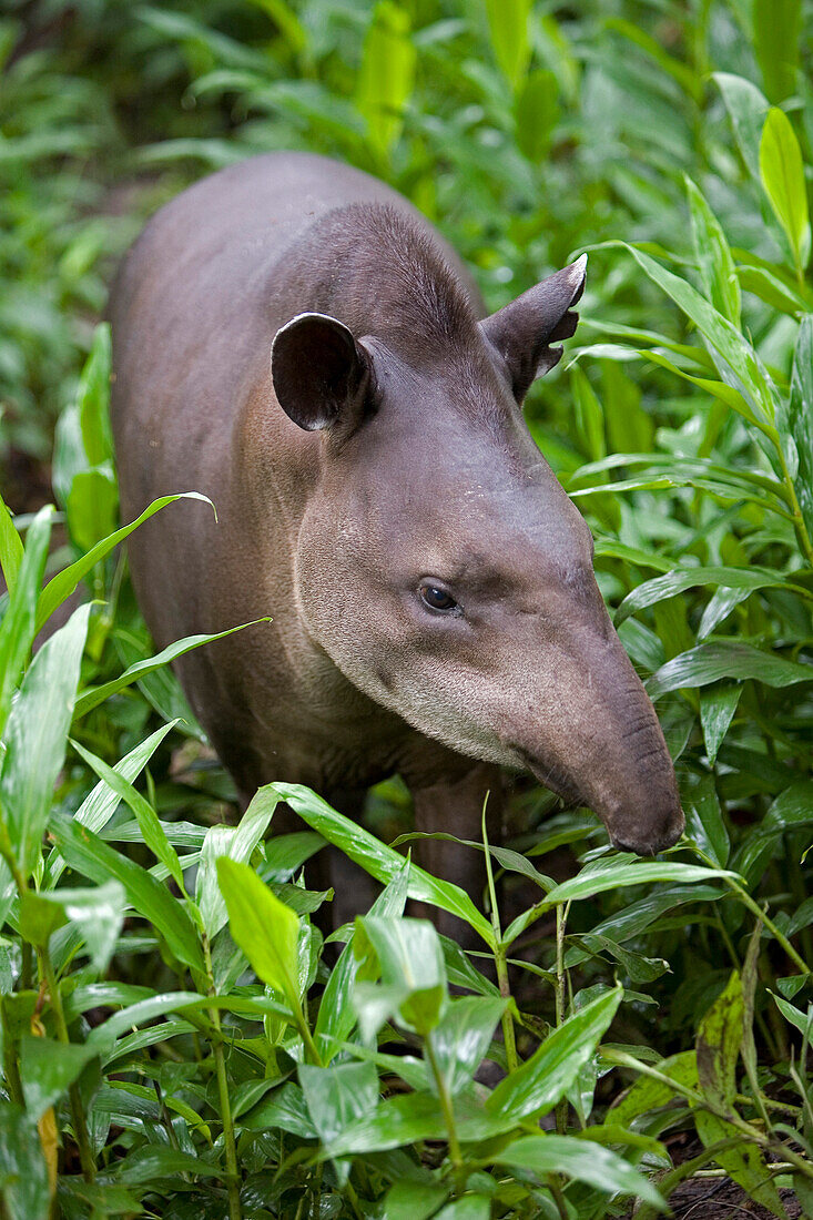 Brazilian Tapir (Tapirus terrestris) portrait amid foliage, Amazon ecosystem, vulnerable, Peru