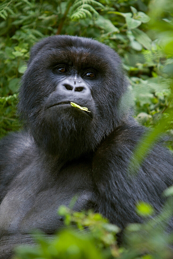 Mountain Gorilla (Gorilla gorilla beringei) male eating, endangered species, Parc National des Volcans, Rwanda