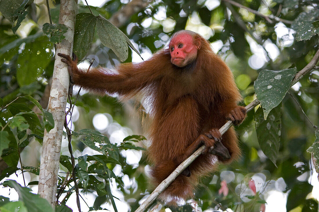 Red Uakari (Cacajao calvus) female in tree, Amazon Ecosystem, Brazil