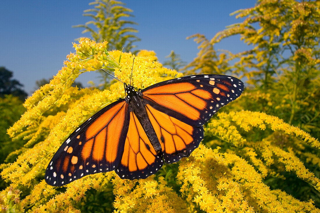 Monarch (Danaus plexippus) butterfly male feeding on nectar of Goldenrod during migration, East Coast, USA
