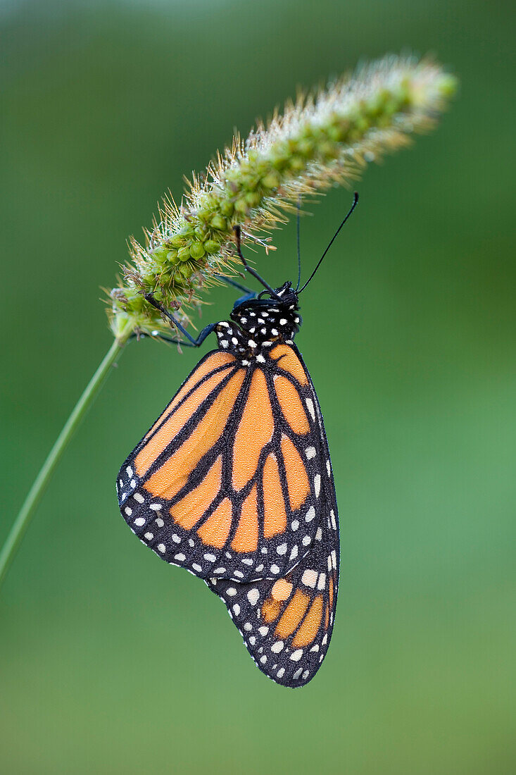 Monarch (Danaus plexippus) butterfly covered with dew will fly away as soon as it has been warmed up by the sun, East Coast, USA