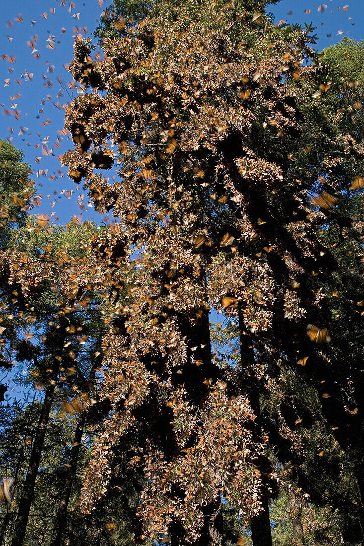 Monarch (Danaus plexippus) butterfly overwintering colony, Michoacan, Mexico