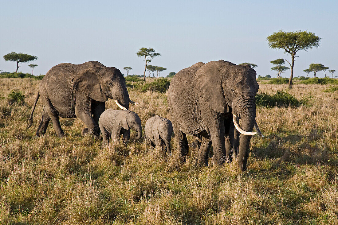 African Elephant (Loxodonta africana) adults with calves, Masai Mara National Reserve, Kenya