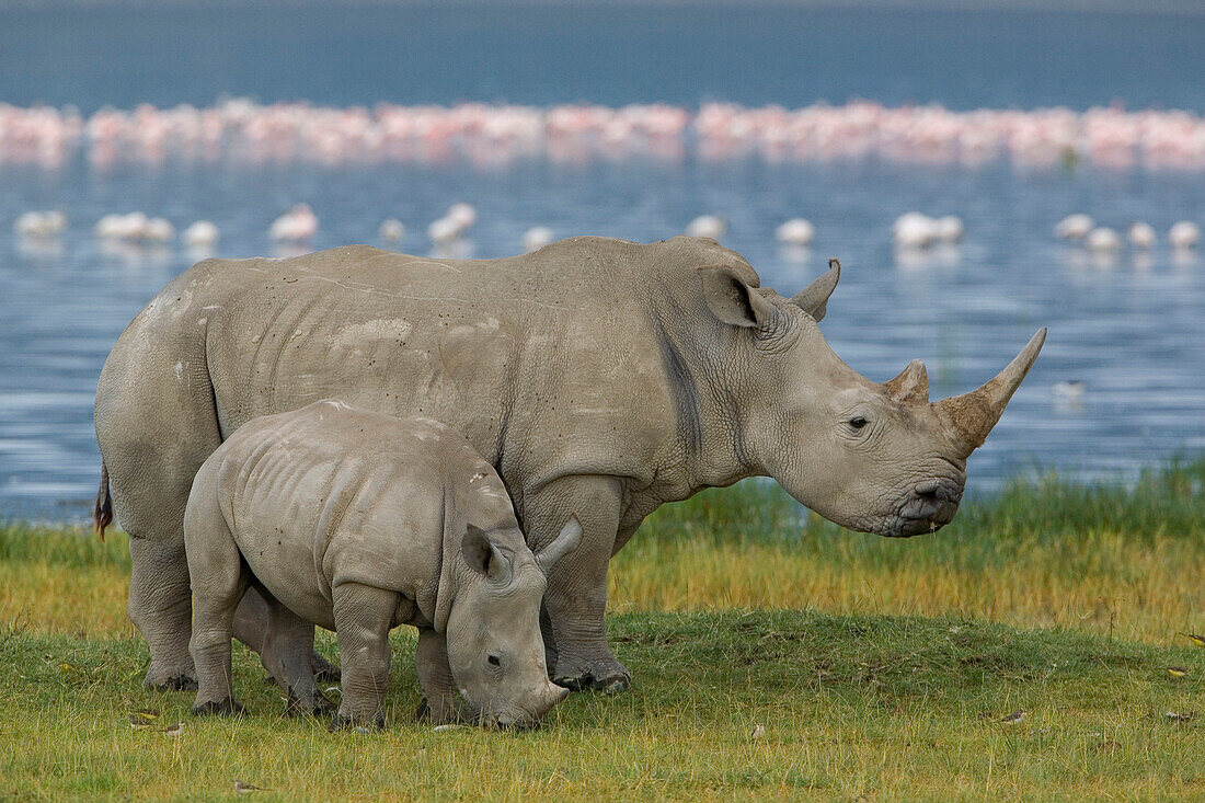 White Rhinoceros (Ceratotherium simum) mother and juvenile, Lake Nakuru, Kenya