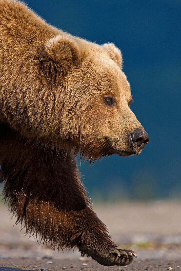 Grizzly Bear (Ursus arctos horribilis) walking, Alaska
