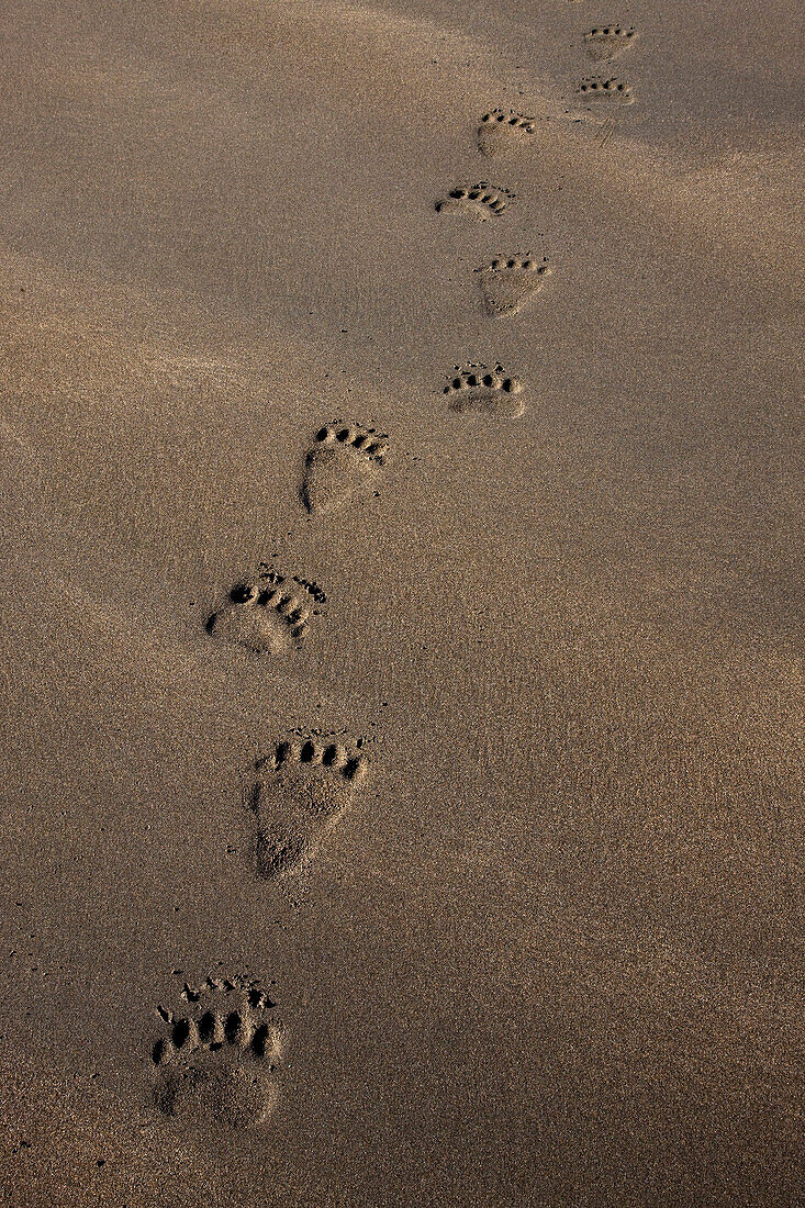 Grizzly Bear (Ursus arctos horribilis) tracks on tidal flats, Alaska