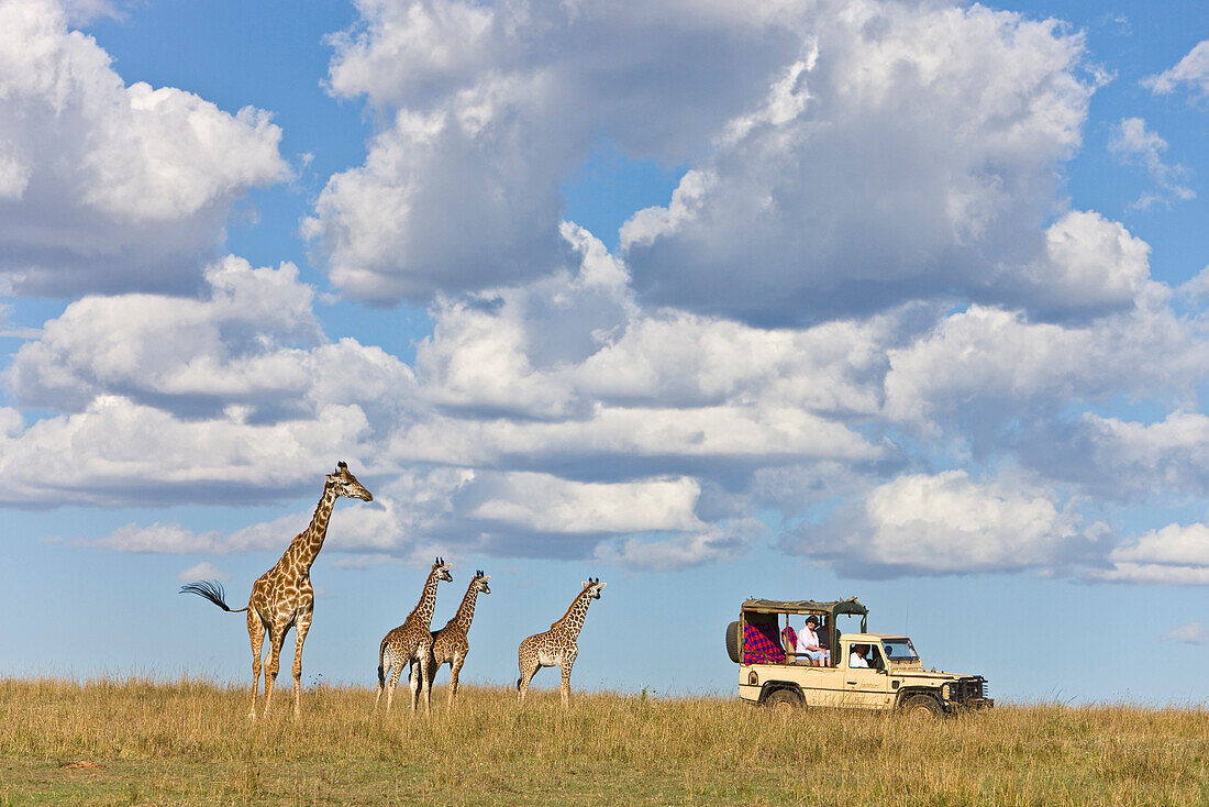 Masai Giraffe (Giraffa camelopardalis tippelskirchi) female and calves watching a tourist car, Masai Mara National Reserve, Kenya