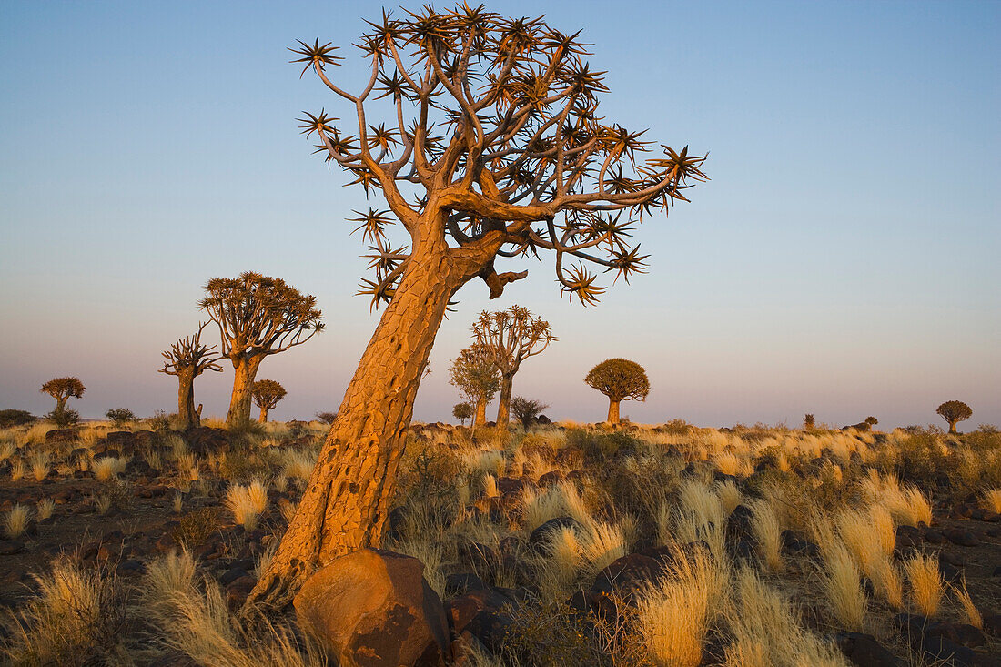 Quiver Tree (Aloe dichotoma) at dawn, Namib Desert, Namibia