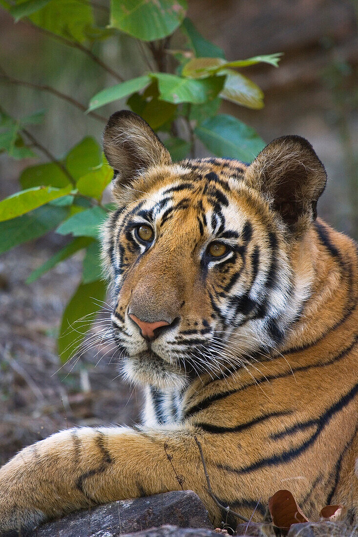 Bengal Tiger (Panthera tigris tigris) 11 month old cub lying on rock, dry season, April, Bandhavgarh National Park, India