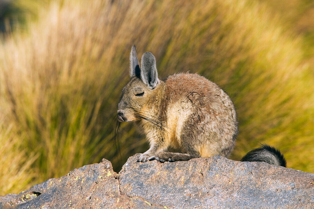 Plains Viscacha (Lagostomus maximus) resting on rock, Salar de Surire National Monument, northern Chile