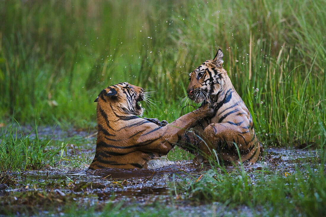 Bengal Tiger (Panthera tigris tigris) cubs, sixteen month old, playing in water in April during the dry season, India