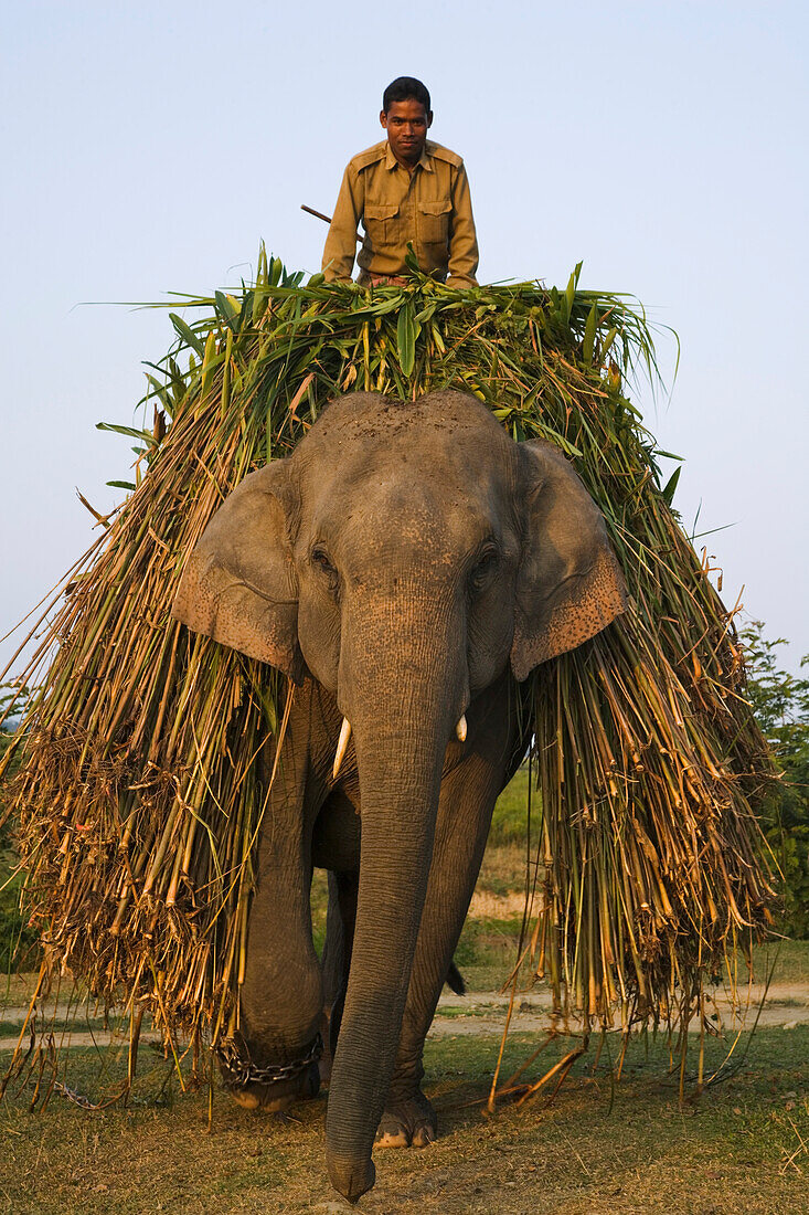 Asian Elephant (Elephas maximus) worker transporting grass, India