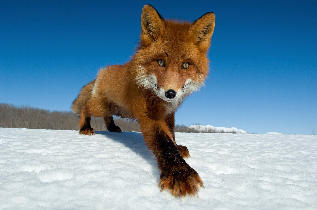 Red Fox (Vulpes vulpes) on snow, Kamchatka, Russia