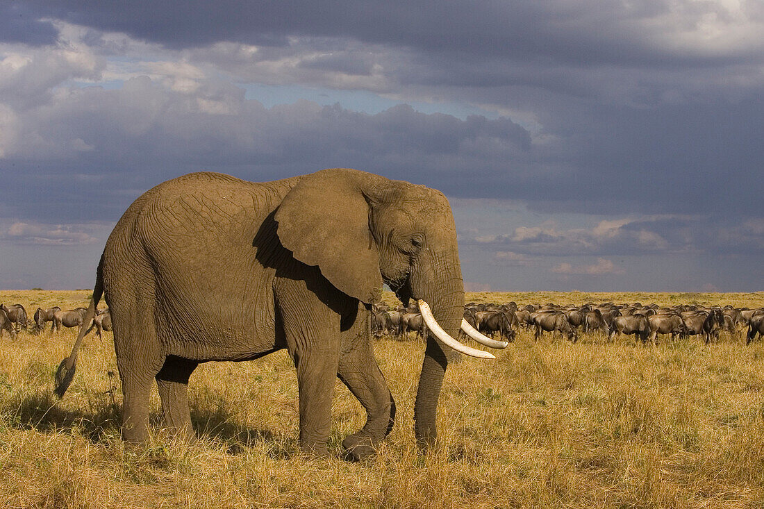 African Elephant (Loxodonta africana) walking across grassland, Masai Mara, Kenya