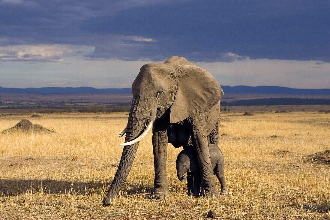 African Elephant (Loxodonta africana) mother protecting calf, Masai Mara, Kenya